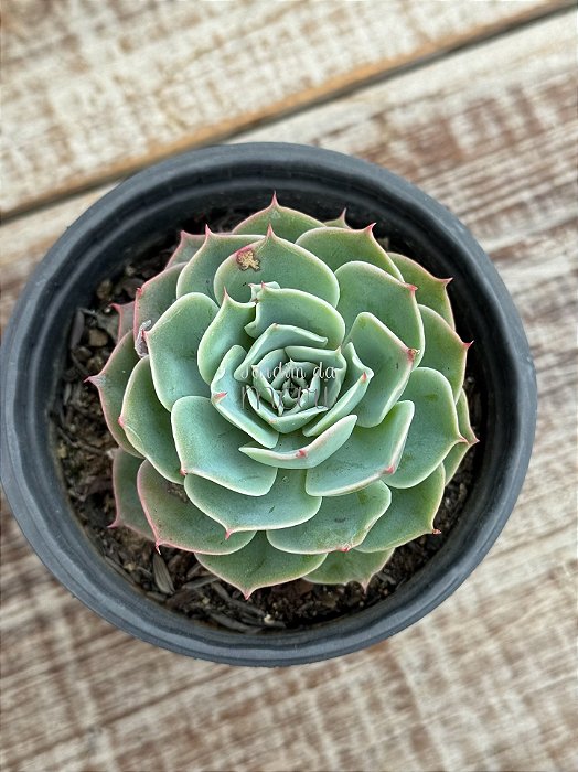 Echeveria silver river reversa