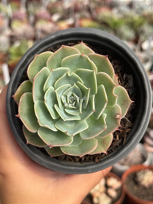 Echeveria silver river reversa