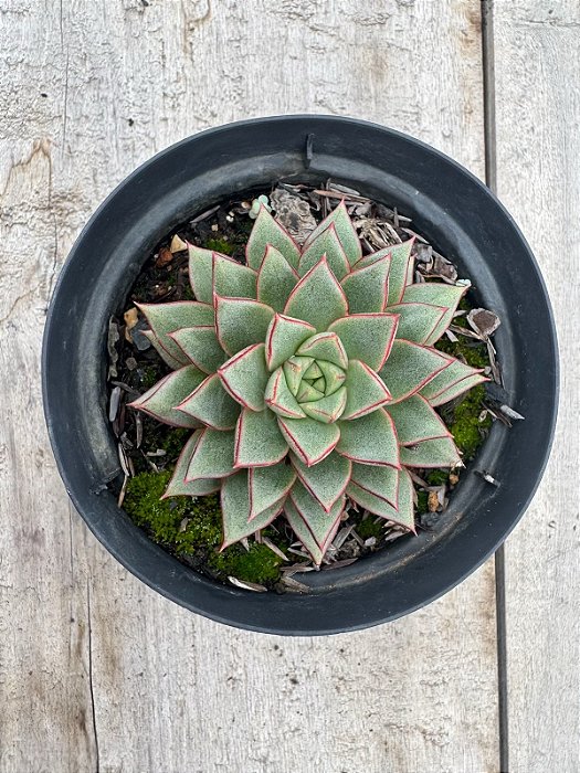 Echeveria ‘belle etoile’ híbrida purpusorum