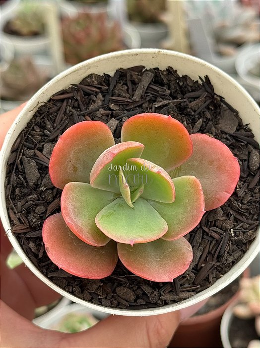 Echeveria enfant reversa