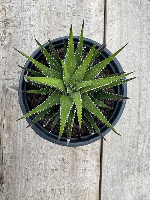 Haworthia fasciata