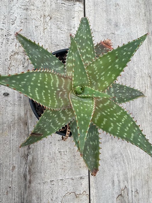 Aloe 05