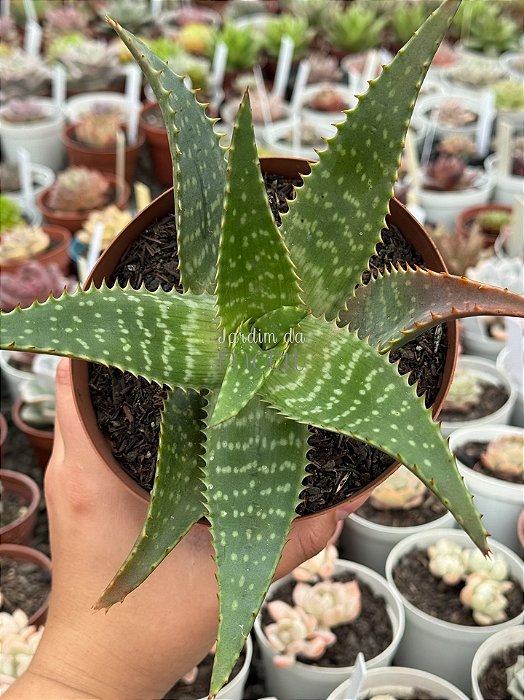 Aloe 05