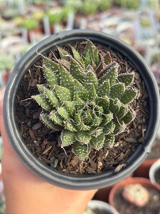 Aloe aristata