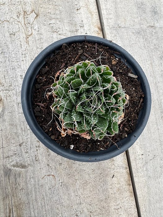 Aloe aristata