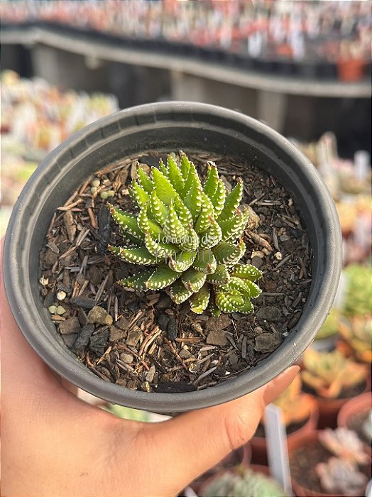 Haworthia reinwardtii var zebrina