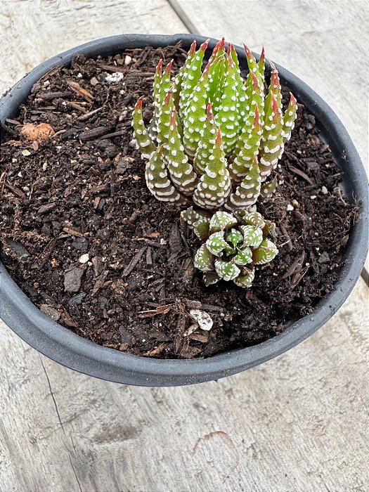Haworthia reinwardtii var zebrina