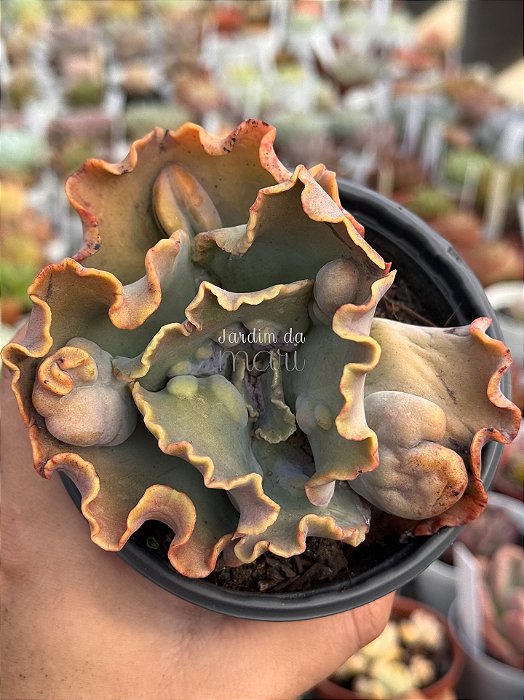 Echeveria hazak G