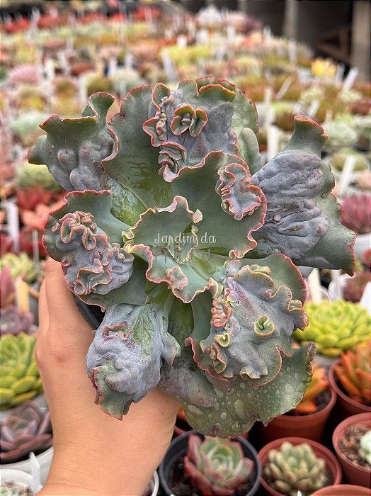 Echeveria hazak G