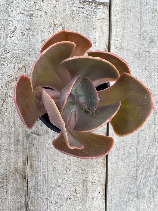 Echeveria peruvian rose