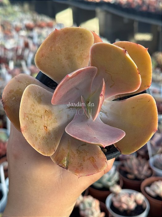 Echeveria peruvian rose