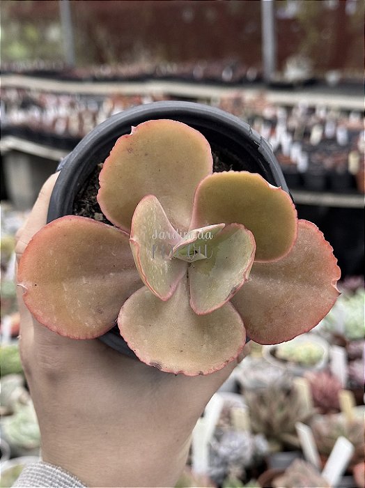 Echeveria midori
