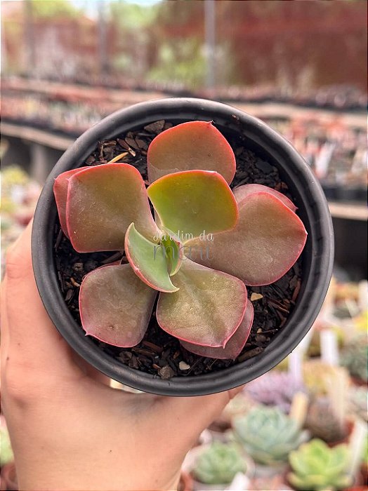 Echeveria híbrida de mandala