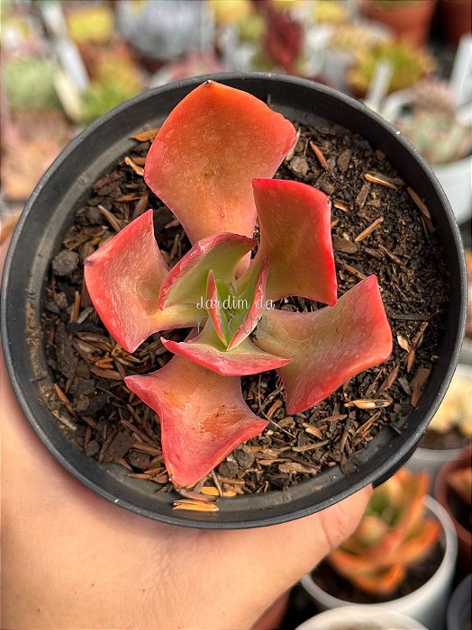 Echeveria híbrida de mandala