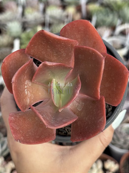 Echeveria híbrida de mandala