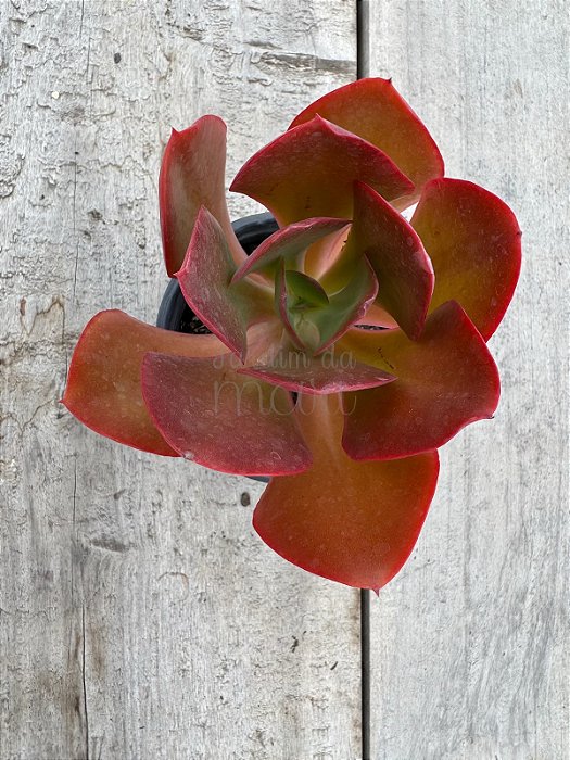 Echeveria híbrida de mandala