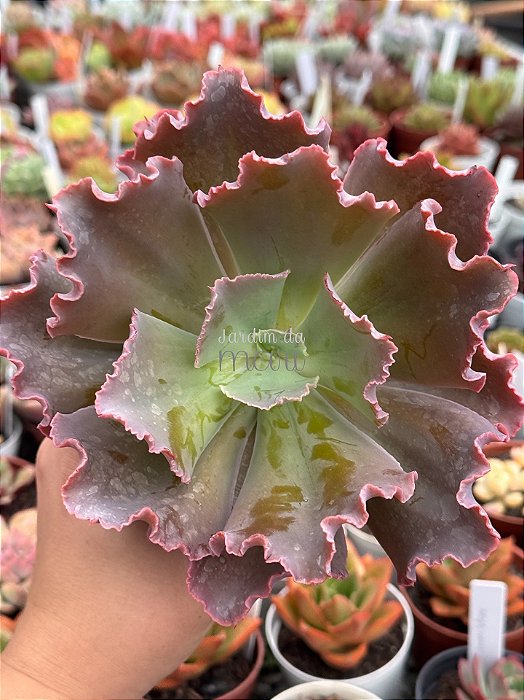 Echeveria delphynus G (SEM RAIZ)