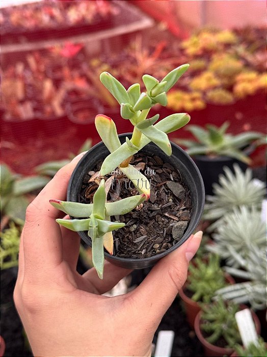 Oscularia caulescens (Importada Chile)