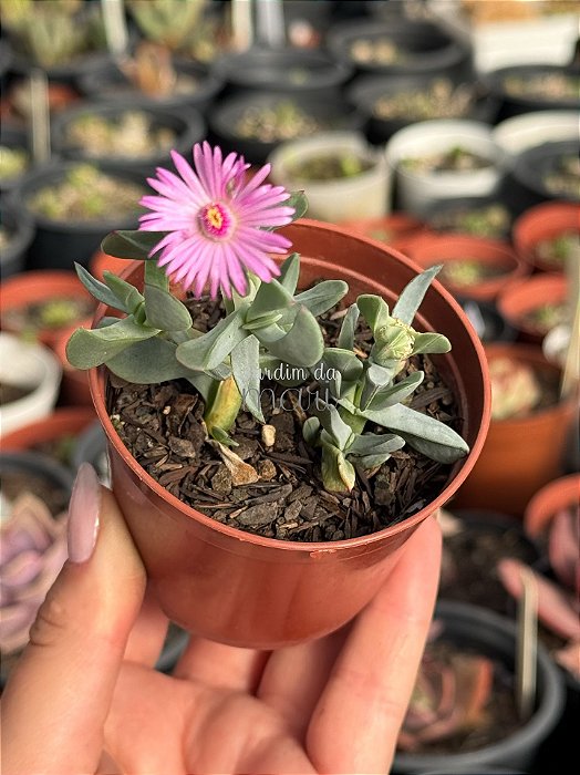 Oscularia caulescens (Importada Chile)
