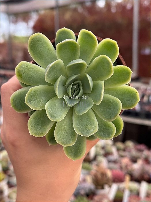 Echeveria elegans