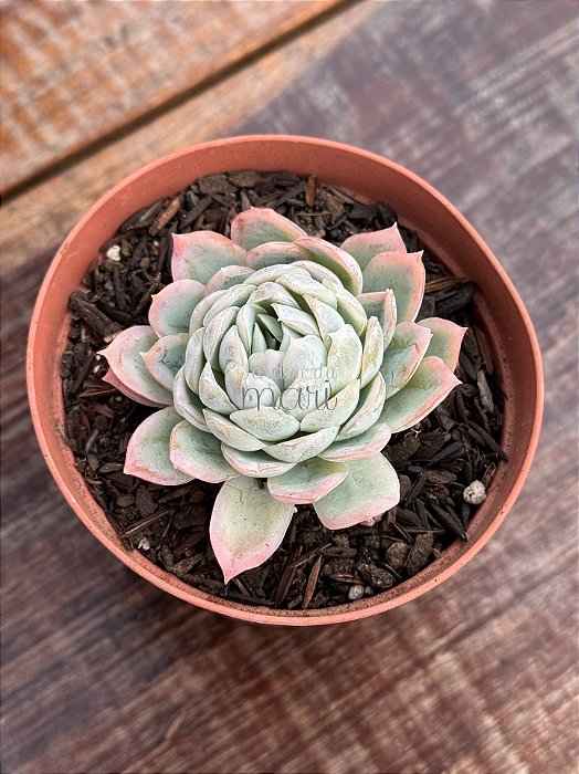 Echeveria elegans