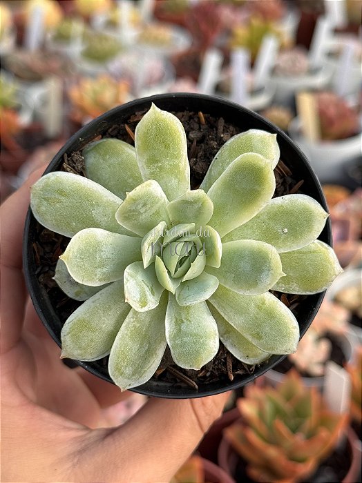 Echeveria elegans