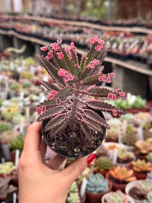 Kalanchoe pink butterfly