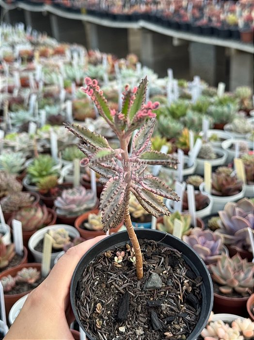 Kalanchoe pink butterfly