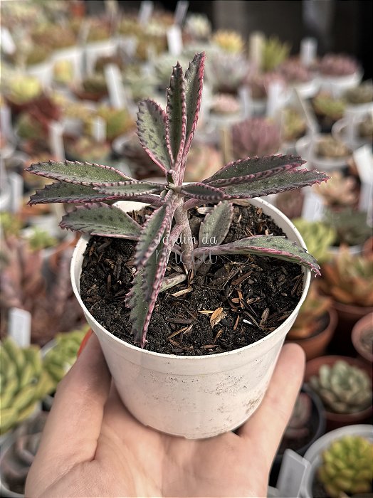 Kalanchoe pink butterfly