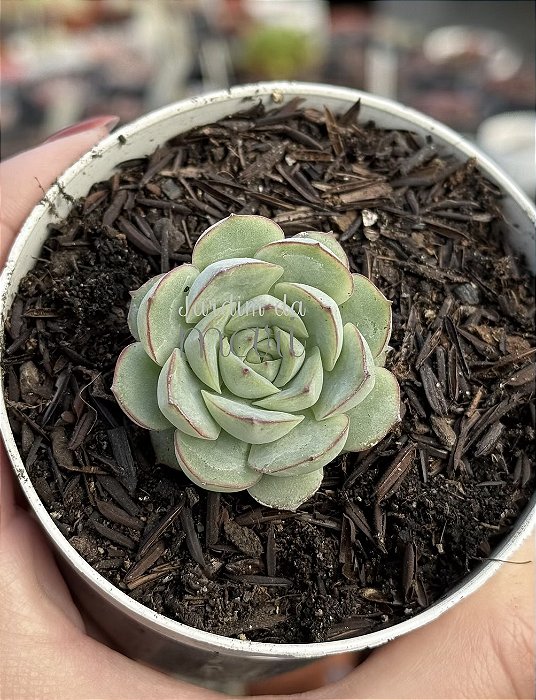 Echeveria flora