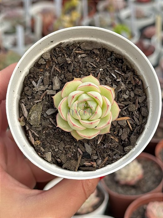 Echeveria flora