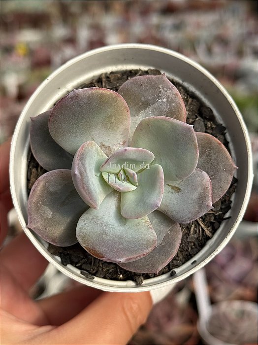 Echeveria nivea