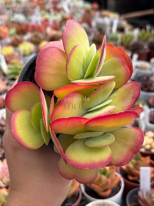 Kalanchoe tetraphylla