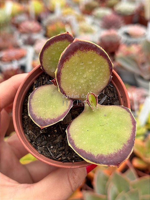 Kalanchoe synsepala