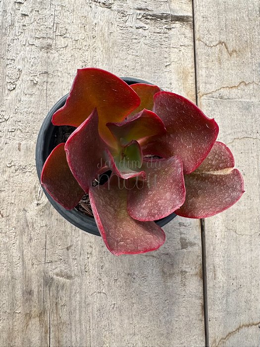 Echeveria sangue de boi reversa