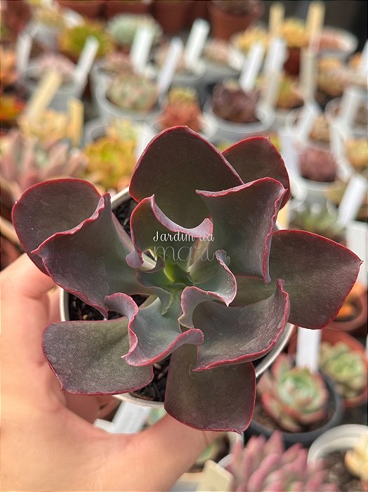 Echeveria sangue de boi reversa
