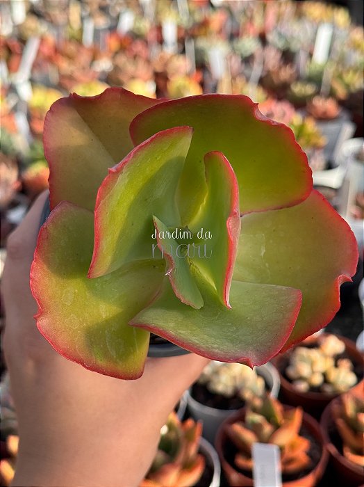 Echeveria coppola