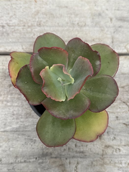 Echeveria coppola