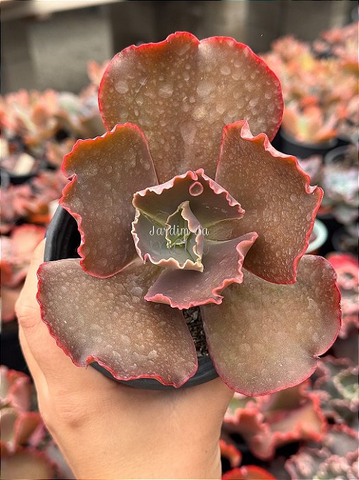 Echeveria cairo
