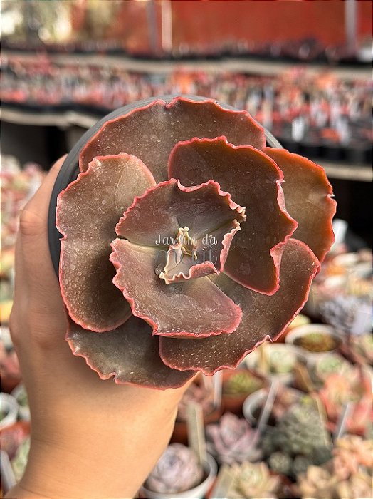 Echeveria cairo
