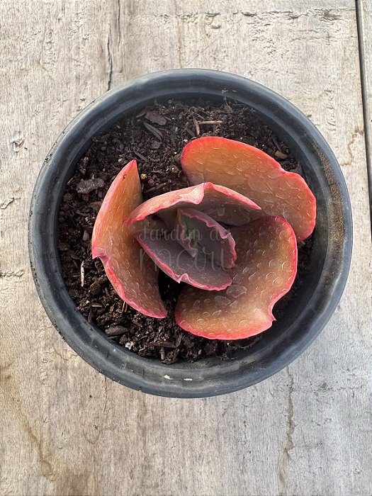 Echeveria cairo P