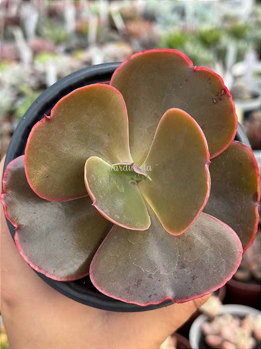 Echeveria cairo