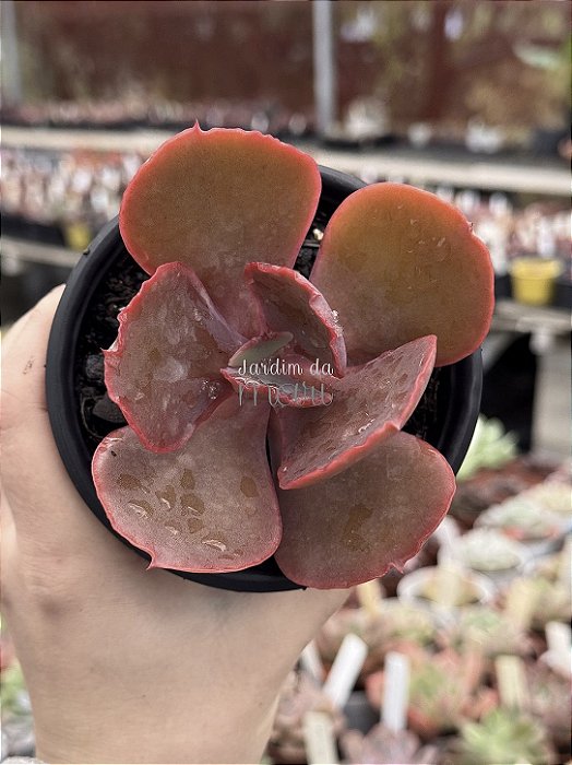 Echeveria vulcano