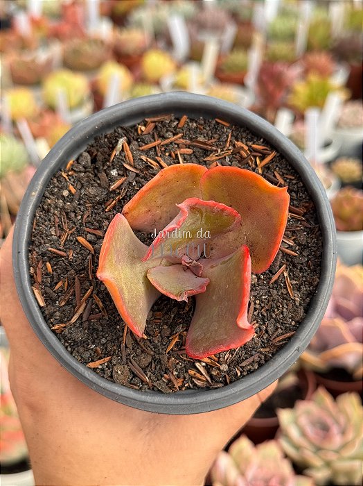 Echeveria vulcano