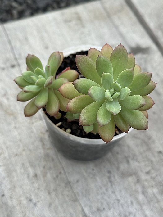 Echeveria mini belle (colônia)