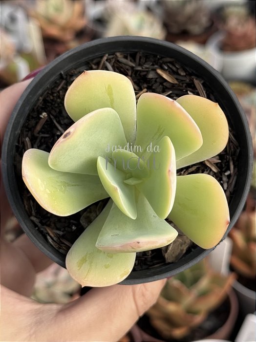 Echeveria hakuhou