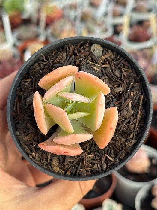 Echeveria hakuhou