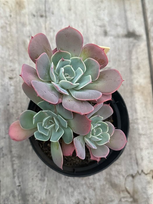 Echeveria raindrops híbrida (colônia)