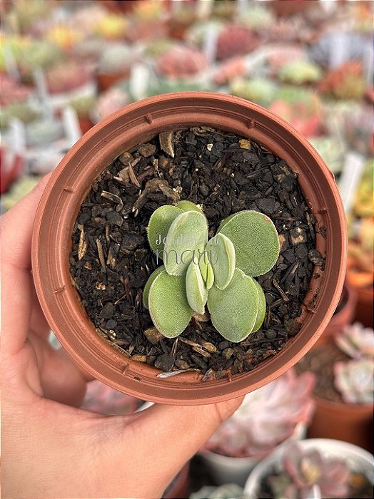 Crassula dúbia