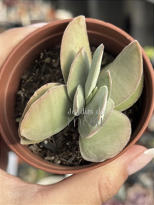 Crassula dúbia